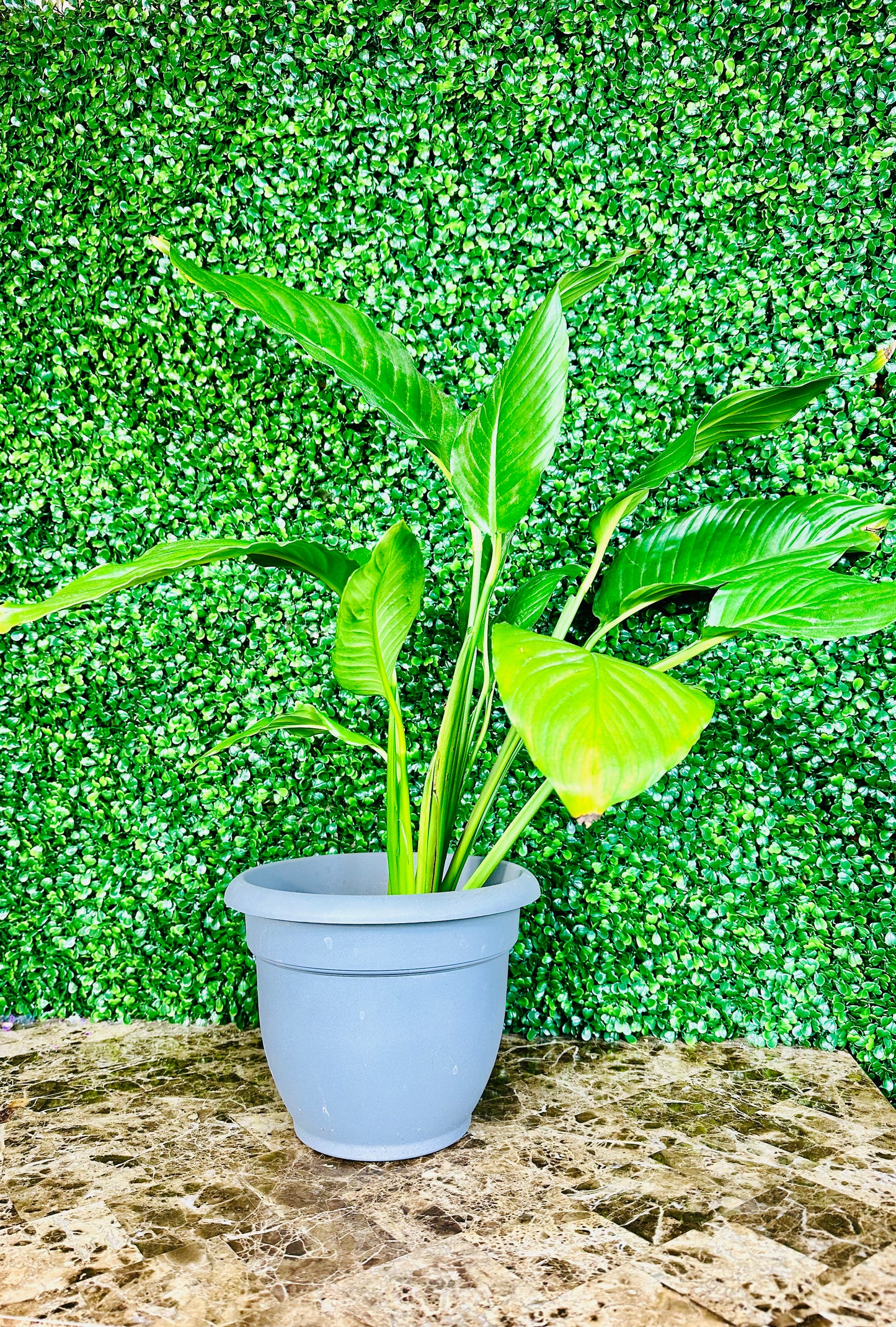 Serene Peace Lily" πΏβ¨
