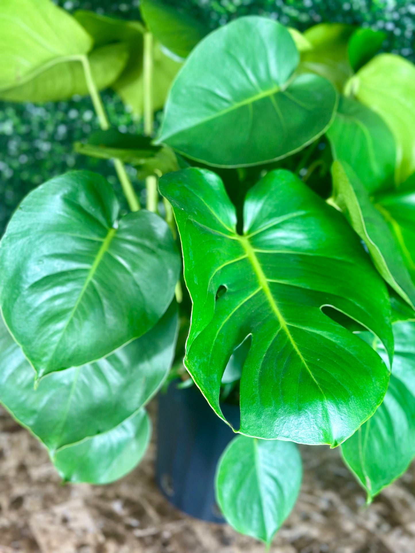 Magnificent Monstera Plant" 🌿✨